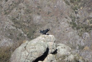 2013_08_10_condors5a