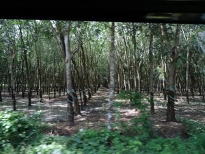 Vietnam is the 3rd largest rubber producer in the world -> lots of rubber tree farms.