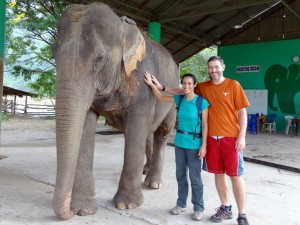 Making friends with one of the older elephants