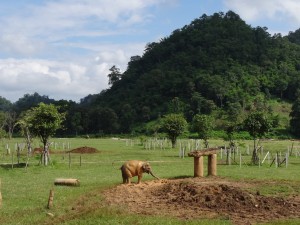 This elephant spent over 30 minutes covering herself in mud