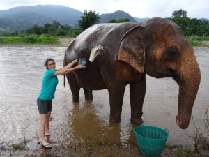 More elephant washing