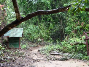 Welcome to the Jungle -- The trailhead