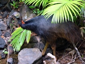 Cassowary sighting