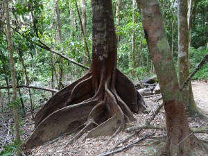 Interesting buttressed roots at Mossman Gorge