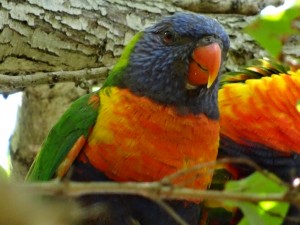 Rainbow Lorikeet