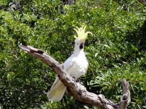 Sulphur-crested Cockatoo