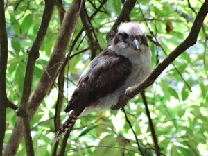 Laughing Kookaburra