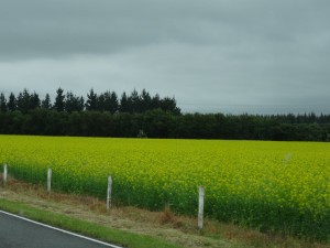 Field covered flowers (what type?) leaving Christchurch