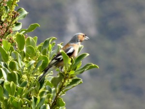 Chaffinch at Hooker Valley