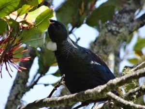 Tui