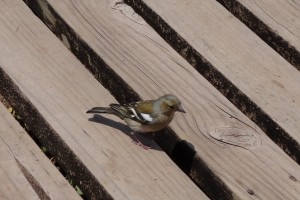 Another chaffinch