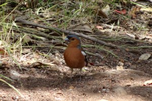 Chaffinch