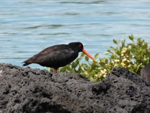 Variable Oystercatcher