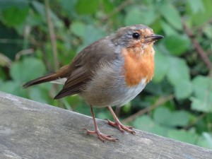 Friendly European Robin following us outside the visitor's center