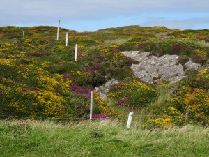 Most of the landscape on Diamond Hill and along the coast has been rocky with low colorful vegetation, reminding us a bit of the Alpine tundra areas of Rocky Mountain National Park