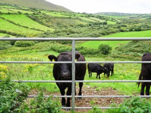 The cows photo-bombed my scenic landscape photo