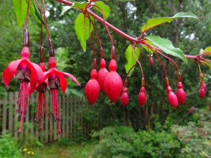 Fuchsia plants - While not native to Ireland, grow wildly all over