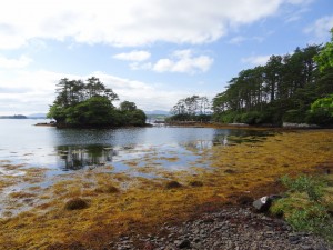 Near the lake at Derreen Gardens