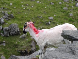 Sheep lining the hillsides, and sometimes the road, on the drive up to Healy Pass