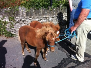 Mini horses!