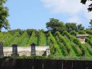 Vineyards in the cemetary