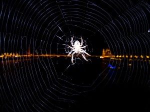 Ryan's fascination with spiders