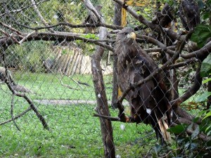 Eagle at the zoo