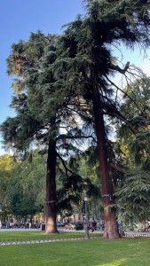 Big trees outside the Prado