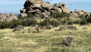 More friends grazing